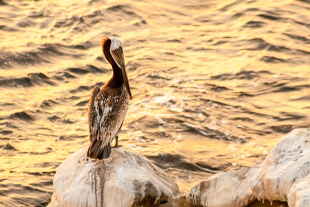A Brown Pelican (Pelecanus occidentalis) perched on a rock next to the ocean at sunset in La Jolla, Californiaの写真素材