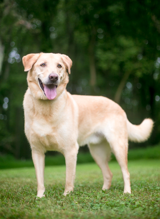 A yellow Labrador Retriever mixed breed dog standing outdoors with a happy expressionの写真素材
