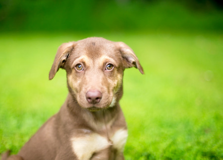 A cute brown Retriever mixed breed puppy looking at the cameraの写真素材
