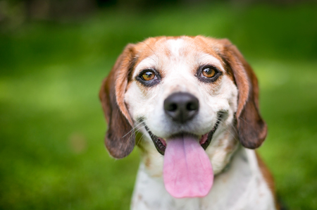 A Beagle dog outdoors with a happy expressionの写真素材
