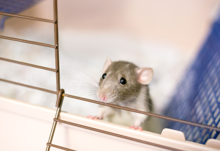 A domesticated pet rat or "Fancy Rat" peeking out of its cageの写真素材