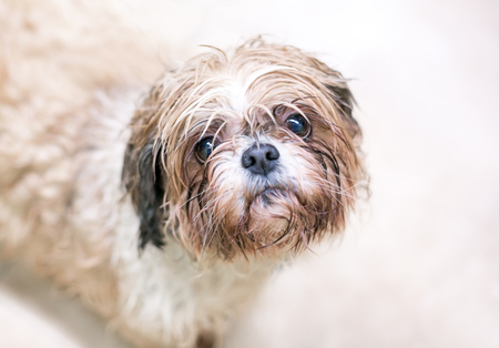 A wet and dirty dog with a sad expression on its face