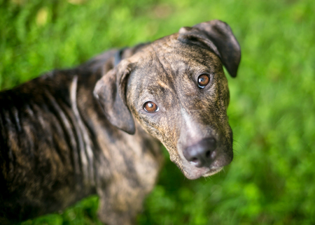 A brindle Hound / Terrier mixed breed dog looking up at the cameraの写真素材