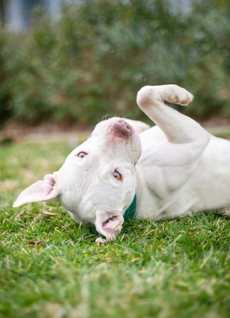 A white Pit Bull Terrier mixed breed dog lying on its back in the grassの写真素材