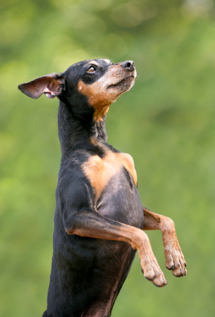 A black and red Miniature Pinscher dog sitting up in a begging positionの写真素材