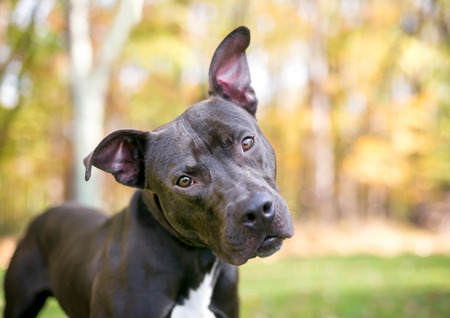 A Pit Bull Terrier mixed breed dog outdoors listening with a head tiltの写真素材