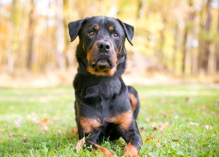 A Rottweiler dog lying in the grass outdoorsの写真素材