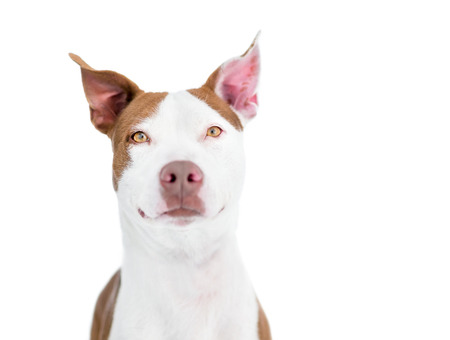 A red and white Pit Bull Terrier mixed breed dog with large earsの写真素材