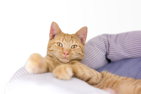 A cute orange tabby kitten relaxing in a cat bedの写真素材