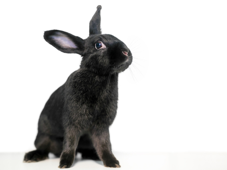 A black domesticated pet rabbit on a white backgroundの写真素材