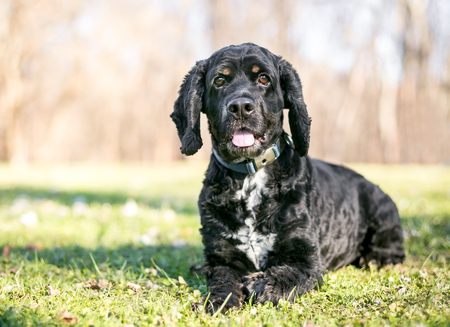A black and white Cocker Spaniel dog lying in the grassの写真素材