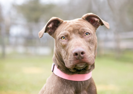 A brown mixed breed dog wearing a collar and looking directly at the cameraの写真素材