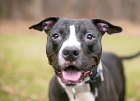 A black and white Pit Bull Terrier mixed breed dog with a happy expressionの写真素材
