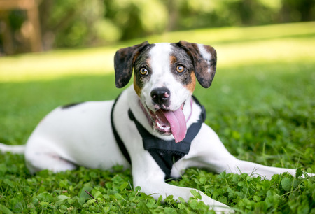 A Hound mixed breed dog lying in the grass and panting with its tongue outの写真素材