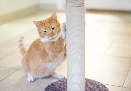 An orange tabby domestic shorthair cat using a scratching postの写真素材
