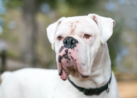 Close up of a white Boxer mixed breed dogの写真素材