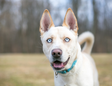 A cream colored Siberian Husky dog with blue eyes and a happy expression