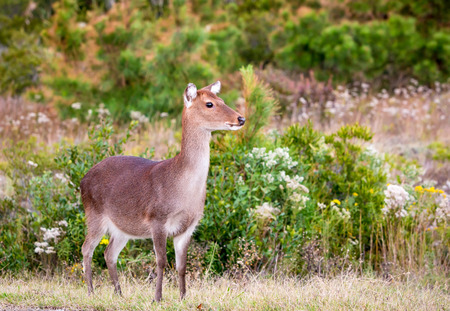 A female Sika Deer (Cervus nippon) at Assateague Island National Seashore, Marylandの写真素材