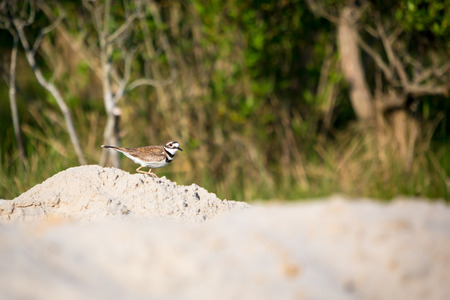 An adult Killdeer (Charadrius vociferus) at Assateague Island National Seashore, Marylandの写真素材
