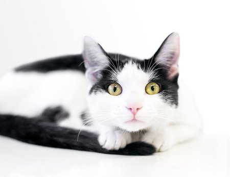 A black and white domestic shorthair cat with a nervous, wide eyed expressionの写真素材