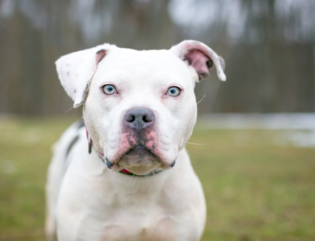 A white Pit Bull mixed breed dog outdoorsの写真素材