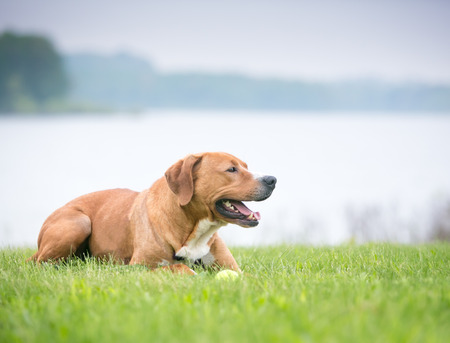 A red and white mixed breed dog lying in the grass next to a lakeの写真素材