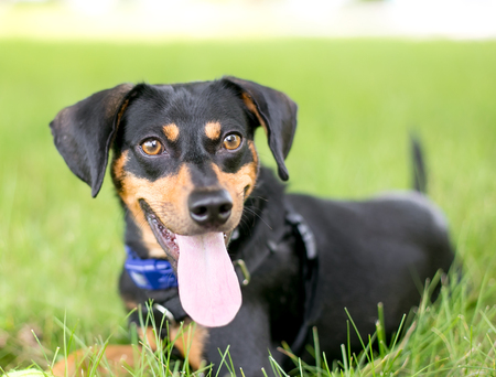 A black and red Dachshund mixed breed dog lying in the grass and pantingの写真素材