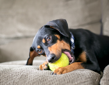 A black and red Dachshund mixed breed dog on a couch and chewing on a tennis ballの写真素材