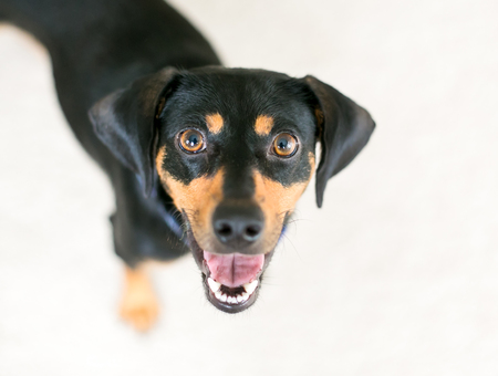 A black and red Dachshund mixed breed dog looking up at the camera with a happy expressionの写真素材