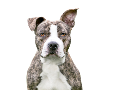 A brindle and white Pit Bull Terrier mixed breed dog with floppy ears looking at the cameraの写真素材