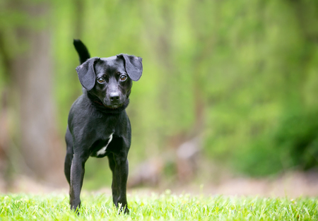 A small black Terrier mixed breed dog standing outdoorsの写真素材