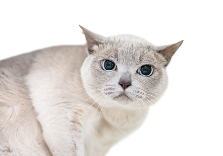 A Tonkinese cat with a grumpy expression and large dilated pupilsの写真素材
