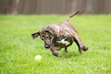 A playful brindle mixed breed dog pouncing on a ballの写真素材
