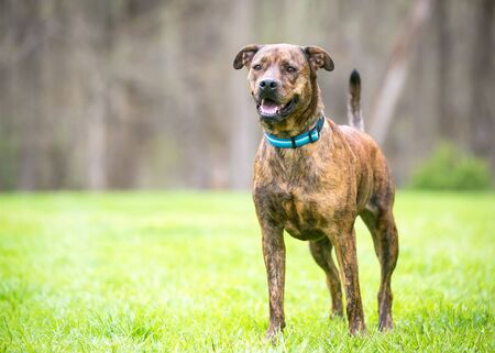 A brindle mixed breed dog standing outdoors with a happy expression