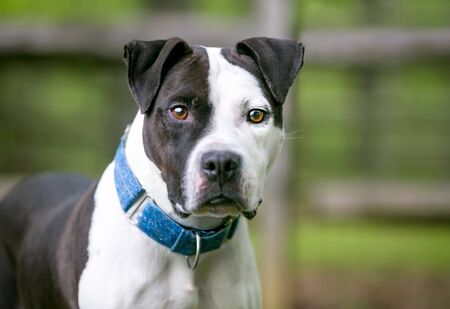 A black and white Pit Bull Terrier mixed breed dog wearing a blue collar and looking at the cameraの写真素材