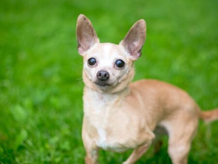 A cute tan Chihuahua dog standing outdoorsの写真素材