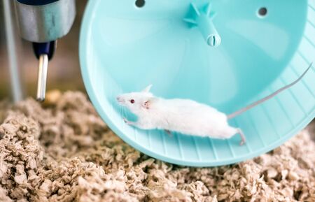 A small white domesticated pet mouse with red eyes running on an exercise wheel in its cageの写真素材