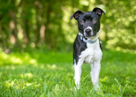 A cute black and white mixed breed puppy standing outdoors in the grassの写真素材