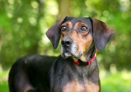 A red and black Hound mixed breed dog wearing a red collar outdoorsの写真素材