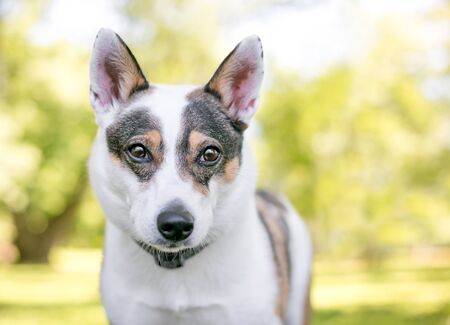 A tricolor Australian Cattle Dog mixed breed dog outdoorsの写真素材