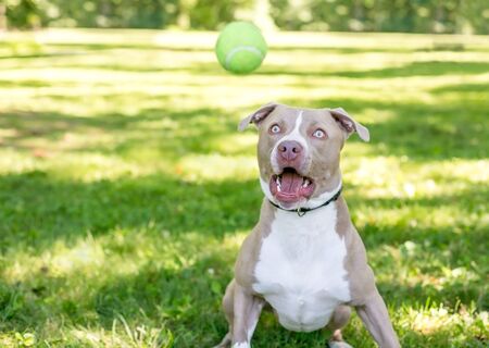 A tan and white Pit Bull Terrier mixed breed dog with a funny expression, about to catch a ballの写真素材