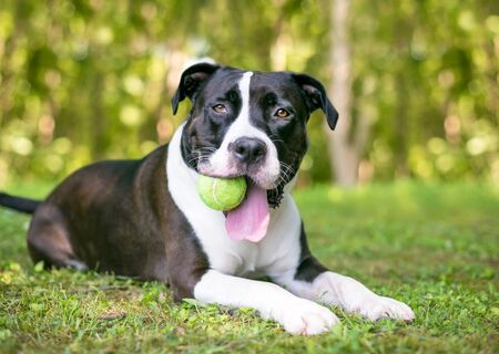 A black and white Pit Bull Terrier mixed breed dog holding a ball in its mouth and relaxing in the grassの写真素材