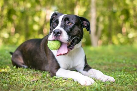A black and white Pit Bull Terrier mixed breed dog holding a ball in its mouth and relaxing in the grassの写真素材