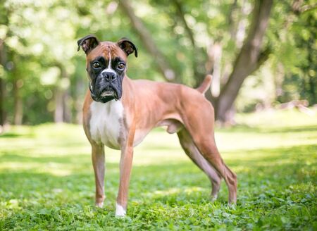 A purebred Boxer dog with floppy ears and a docked tail standing outdoorsの写真素材