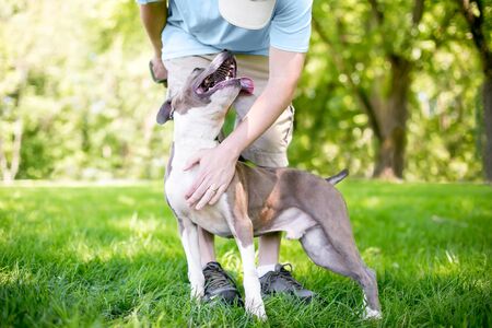 A person petting a happy and affectionate gray and white Pit Bull Terrier mixed breed dogの写真素材