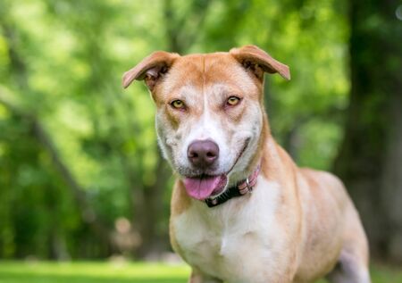 A red and white Husky mixed breed dog with a happy expressionの写真素材