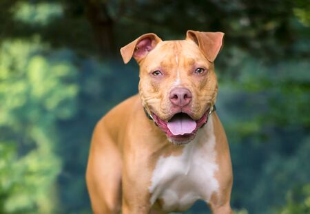 A friendly red and white Pit Bull Terrier mixed breed dog with floppy ears and a happy expressionの写真素材