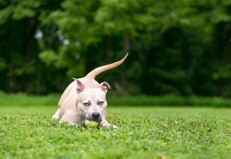 A Pit Bull Terrier mixed breed dog playing with a ball outdoors