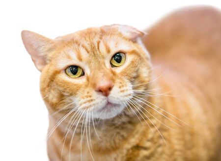 An orange tabby domestic shorthair cat with "cauliflower ear," a deformity caused by an injury or ear hematomaの写真素材