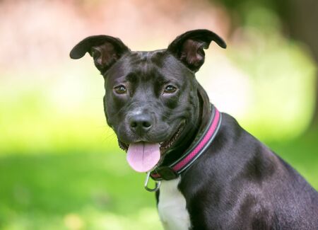 A black and white Pit Bull Terrier mixed breed dog with floppy ears and a happy expressionの写真素材